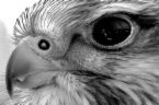   Falcon Eye